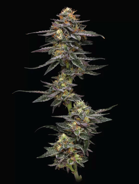 Vanilla Frosting > Humboldt Seeds Company | Feminized Cannabis   |  Indica